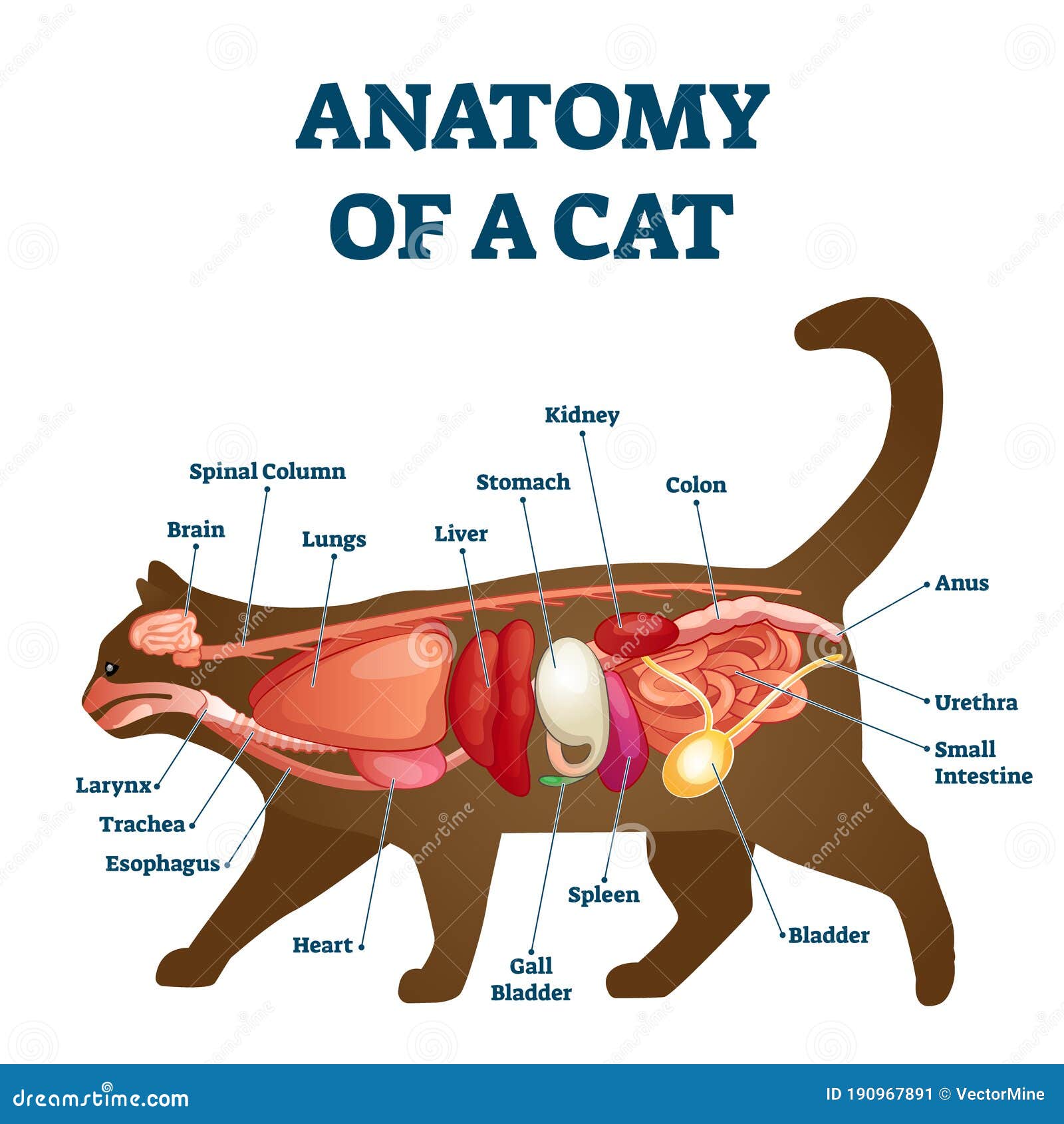 Анатомия кота с внутренней структуры и органы схемы иллюстрацию вектора.  Иллюстрация вектора - иллюстрации насчитывающей печенка, кот: 190967891