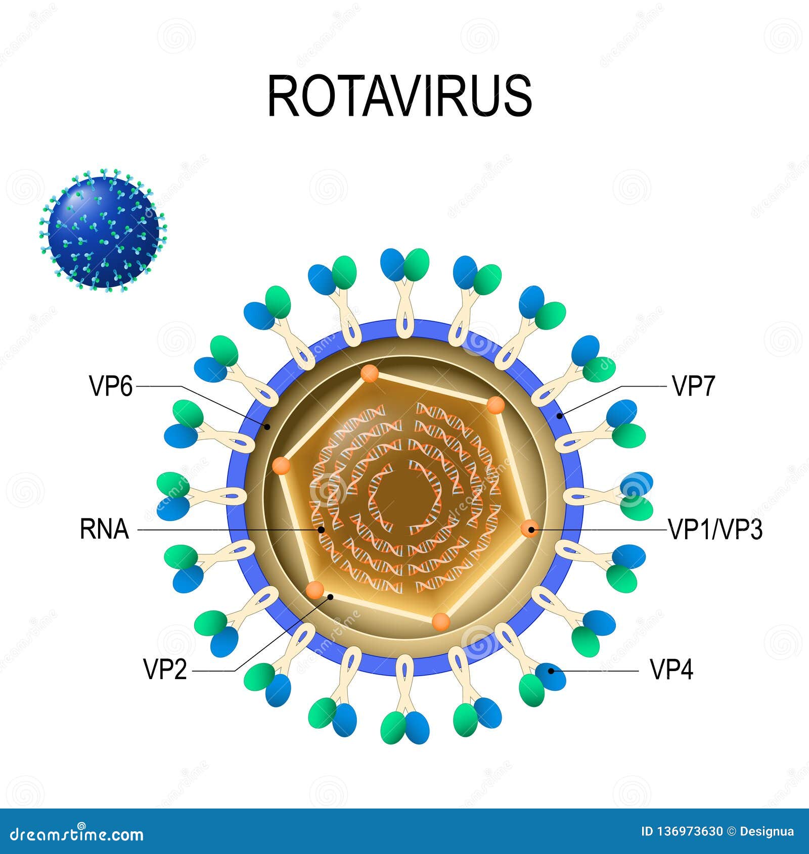Ротов рус. Ротавирус структура вириона. Ротавирус морфология вириона. Структура вириона ротавируса. Строение вириона ротавируса.