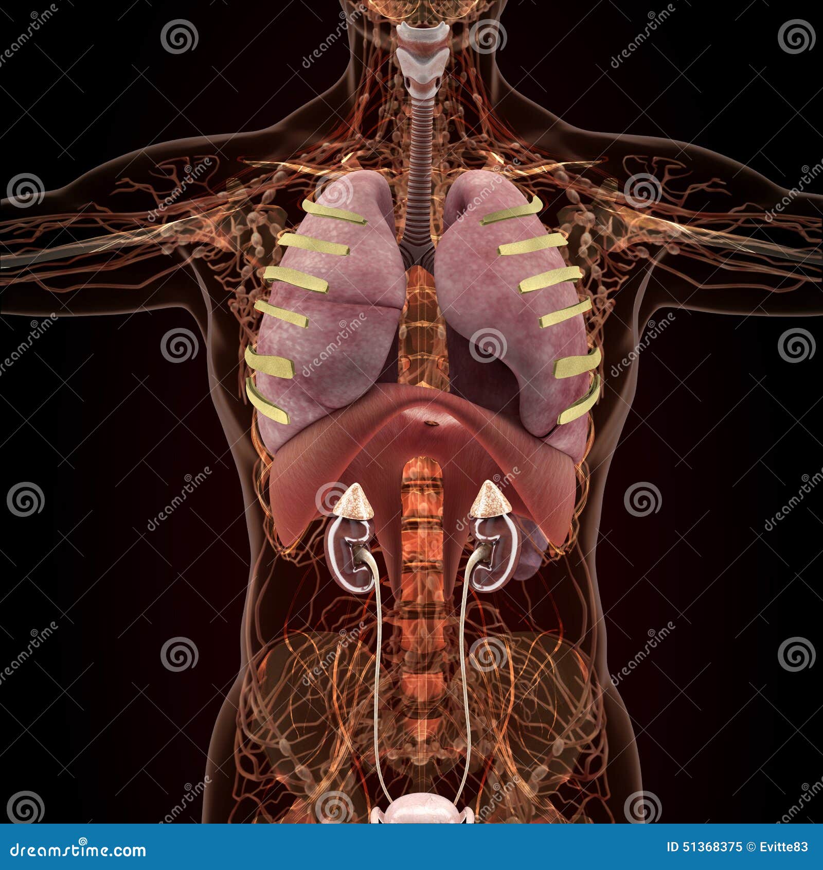Скелет с внутренними органами. Рентген человека с органами. Человеческий скелет с органами.