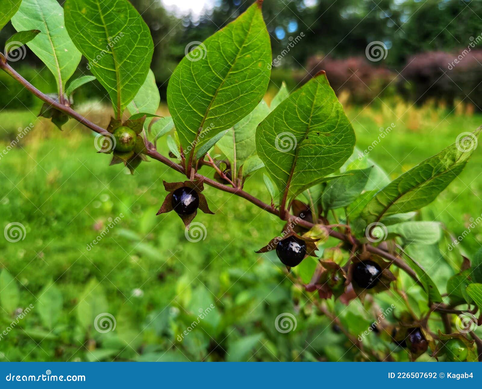атропа белладонна. плоды белладонского сугроба или смертельного ночного оттенка. Стоковое Фото - изображение насчитывающей мертво, травянистый: 226507692