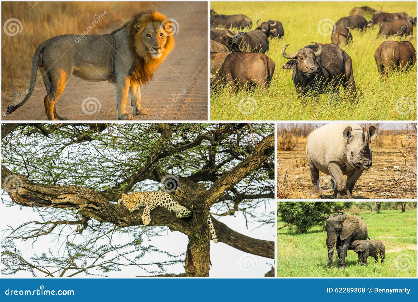 Носороги буйволы слоны обитают. Big Five Африка. Большая пятерка Африки сафари. Большая пятерка животных Африки. Африканская 5 животных.
