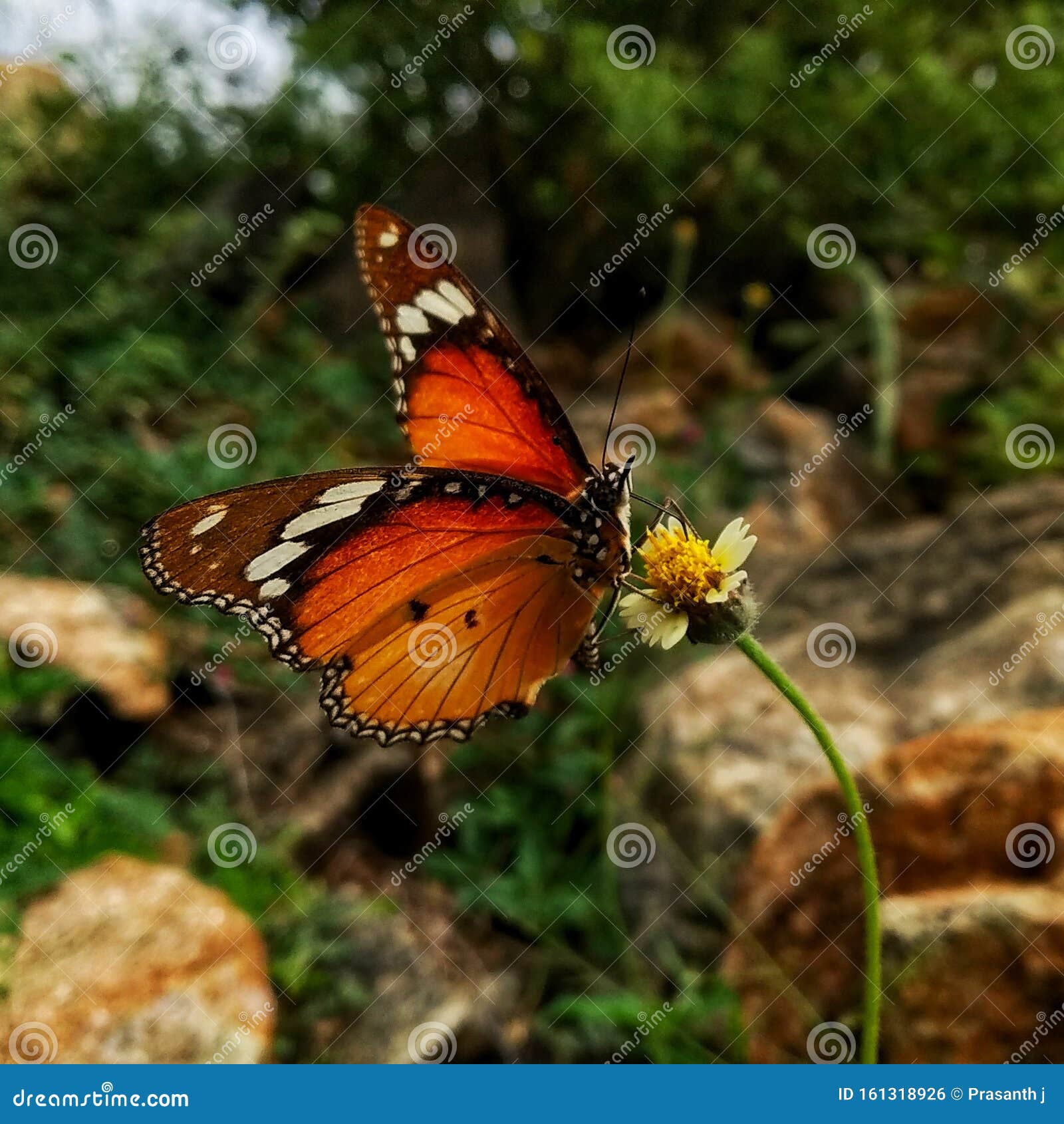 Бабочка на пути мобильного искусства Стоковое Фото - изображение  насчитывающей сво, путь: 161318926