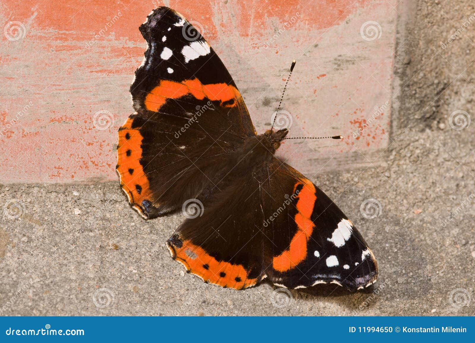бабочка admiral стоковое фото. изображение насчитывающей насекомое -  11994650