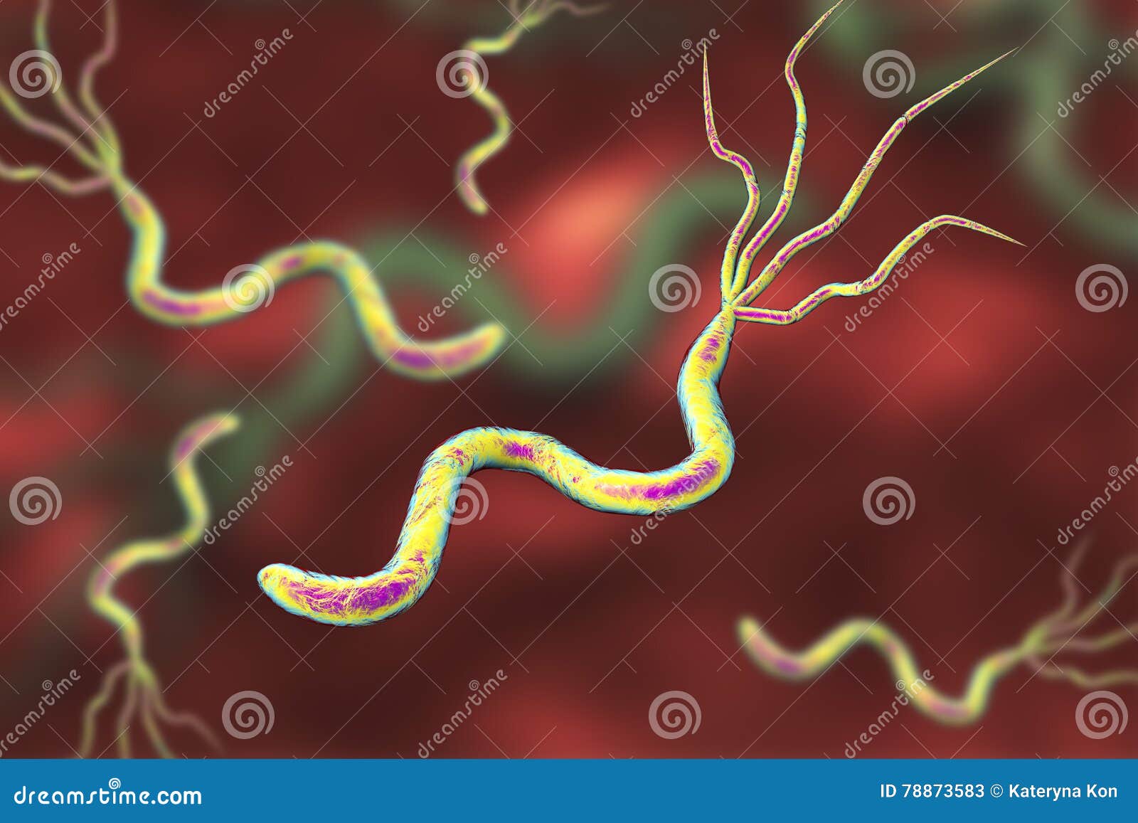 Бактерия вызывающая язву. Хеликобактер пилори 3d. Хеликобактер микрофото.