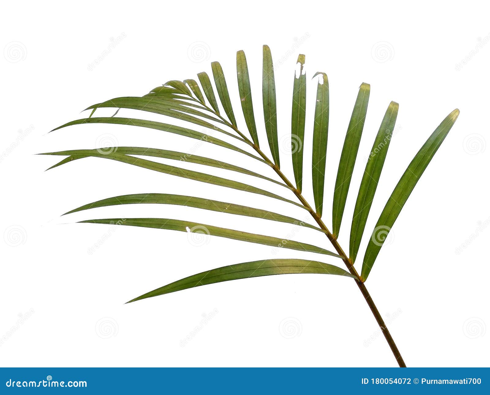 лист пальмы робелини. веточка пальмы. хамедорея лист. строение листа пальмы. текстура листьев пальмы.