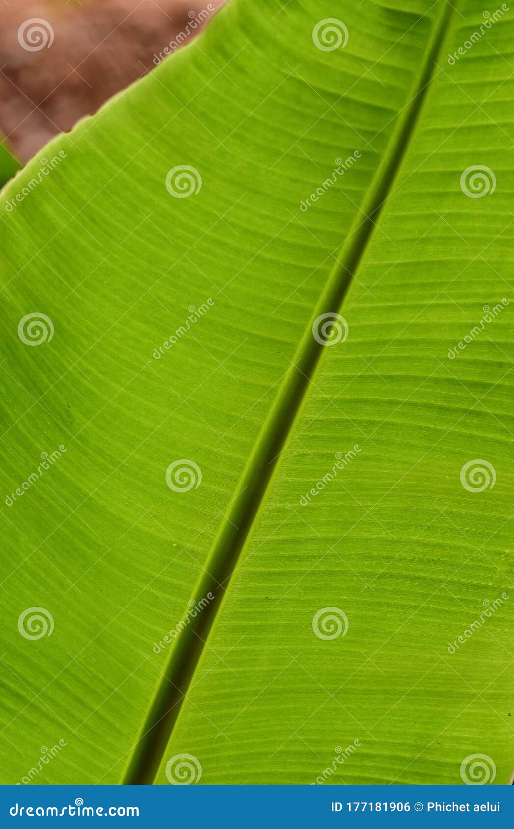 Банановый Лист Фото