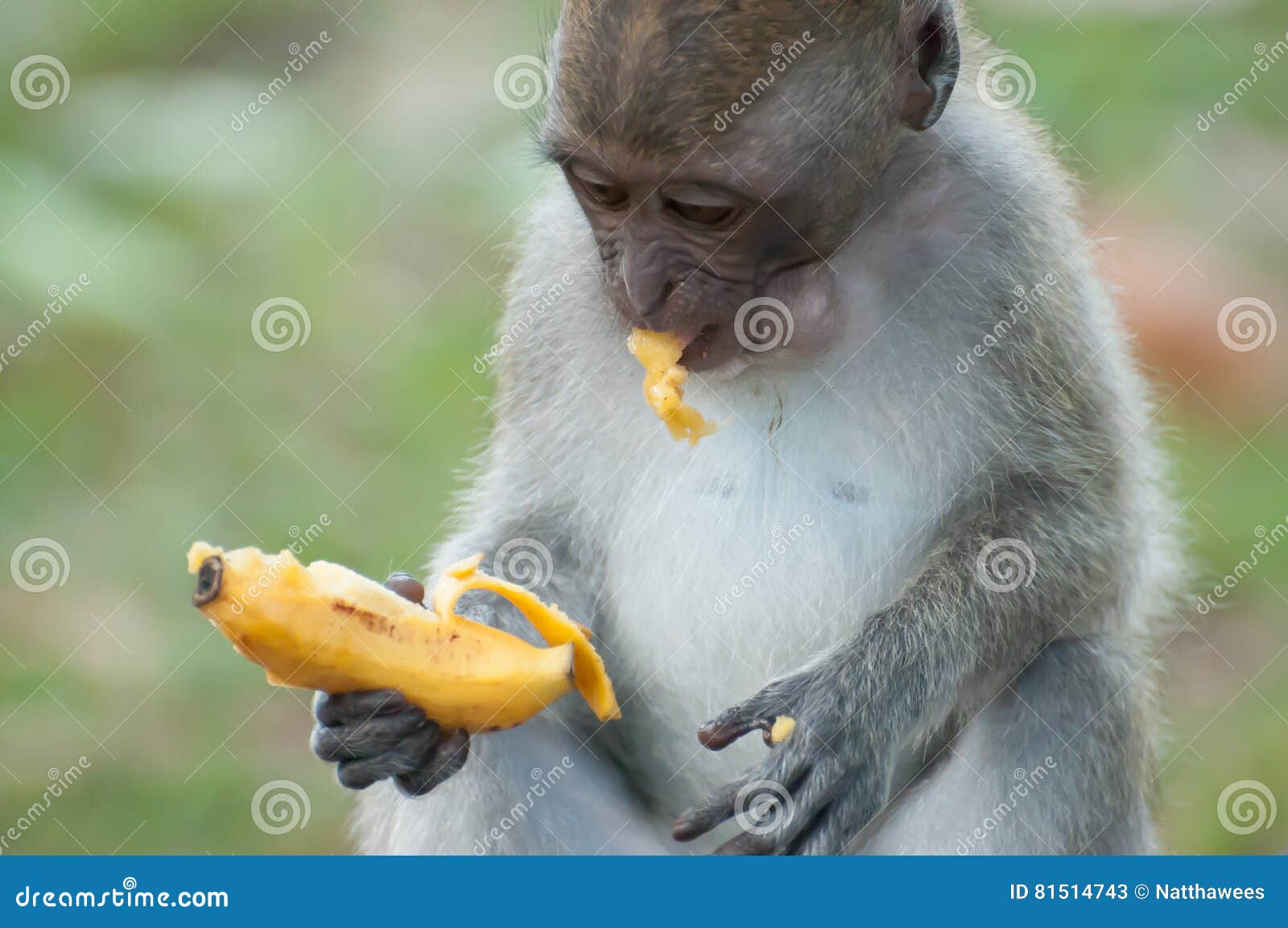 Сколько бананов едят обезьяны. Довольная обезьяна с бананом. Обезьяна ест банан. Мартышка ест банан. Маленькие животные с бананом.