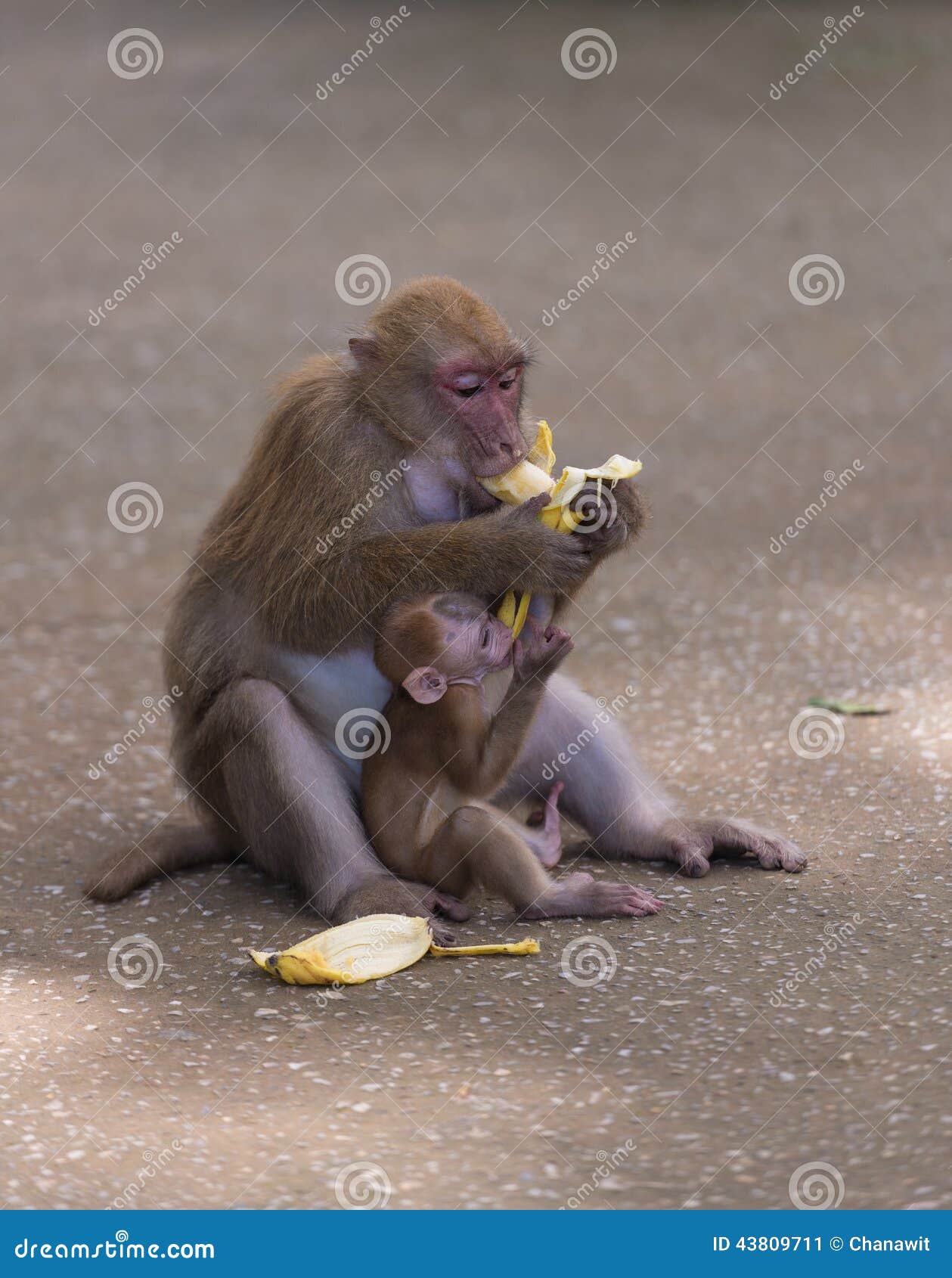 Сколько бананов едят обезьяны. Обезьяна с бананом. Обезьяна ест банан. Мартышка ест банан. ДВК обезьяны едят банан.