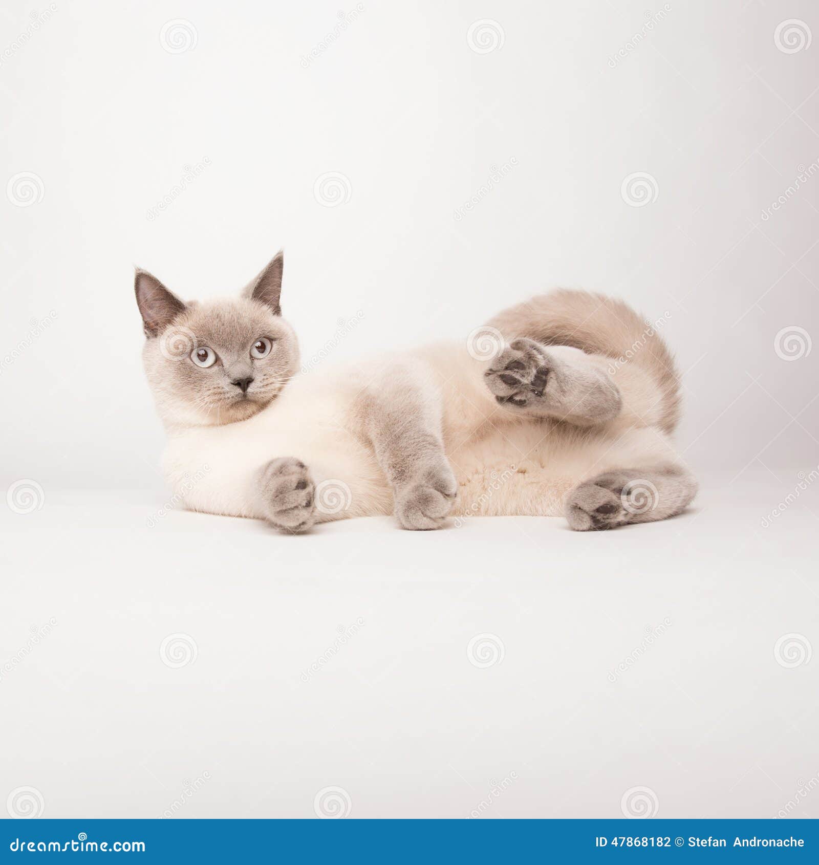 Бежевый кот на белой предпосылке Стоковое Фото - изображение насчитывающей  кот, меховой: 47868182