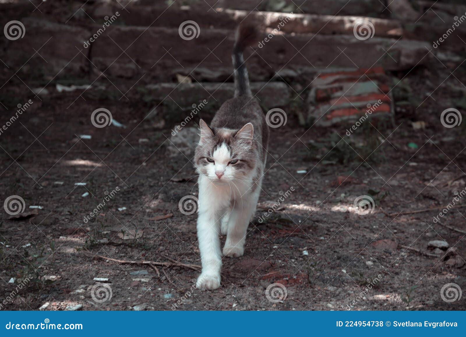 Грустная Кошка Фото Грустная Кошка Фото