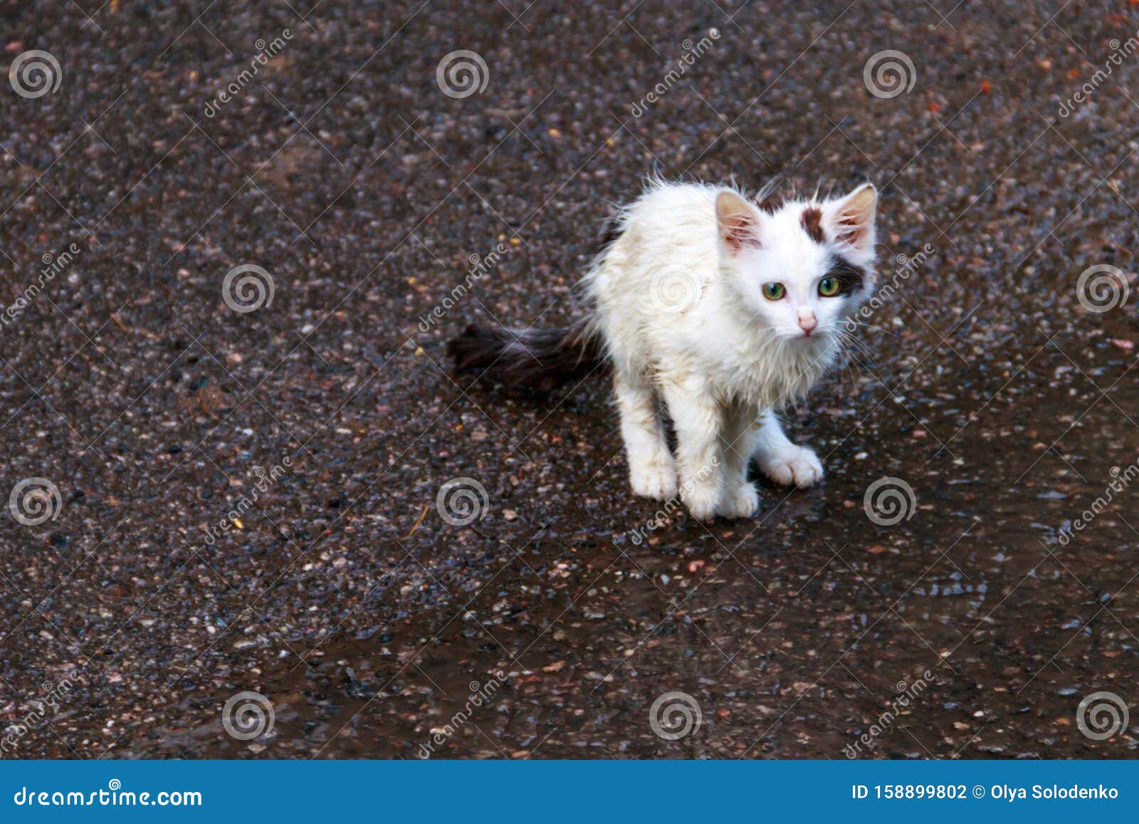 Фото Грустных Животных