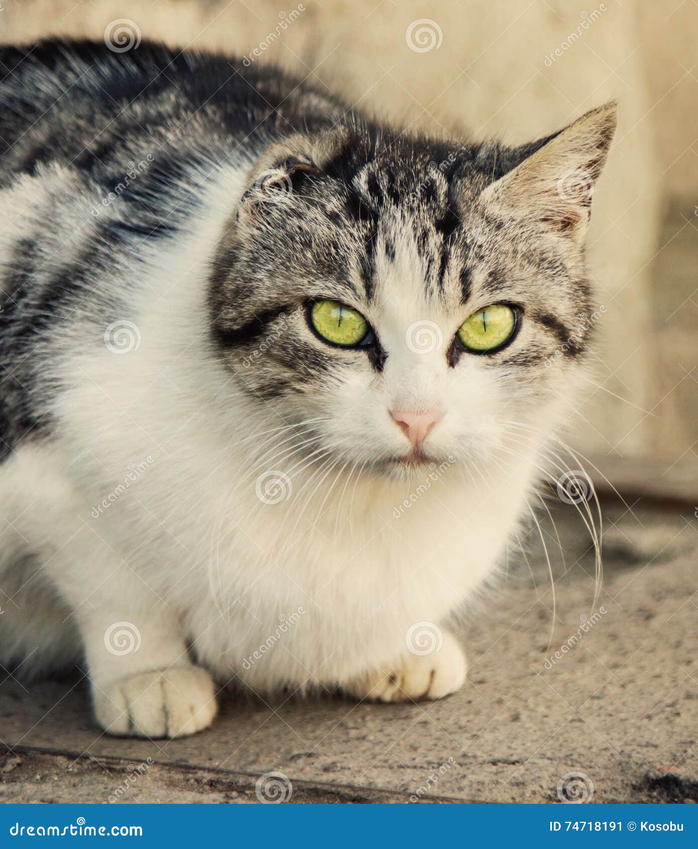 Кот Без Фото