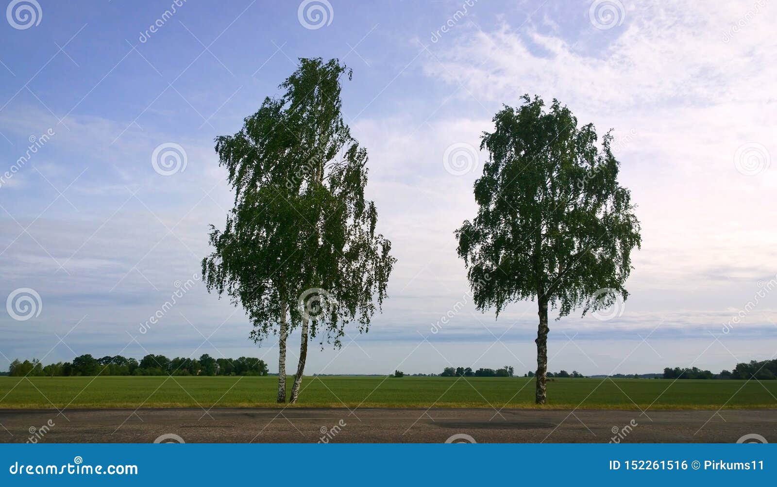 Белая Береза Фото Белая Береза Фото