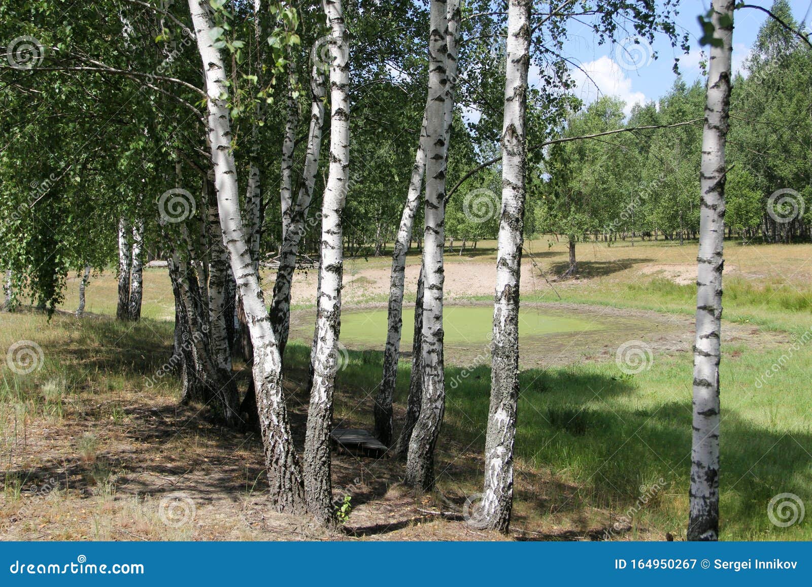 Белая Береза Фото Белая Береза Фото