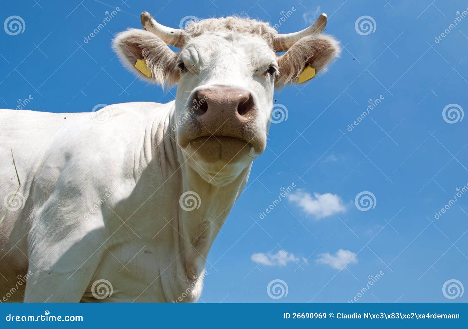 Белая Корова Фото