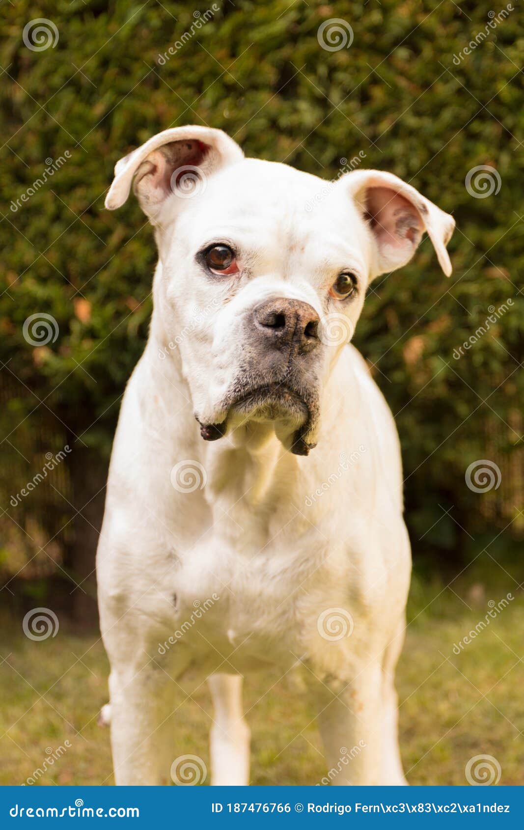 Белая собака боксера, глядя на камеру Стоковое Фото - изображение  насчитывающей собака, мирно: 187476766