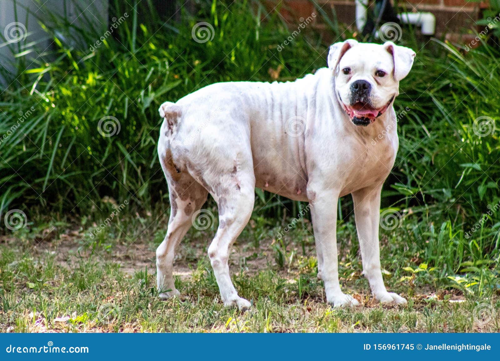 Белая собака-боксер, гуляющая на заднем дворе Стоковое Изображение -  изображение насчитывающей бактериальных, дом: 156961745