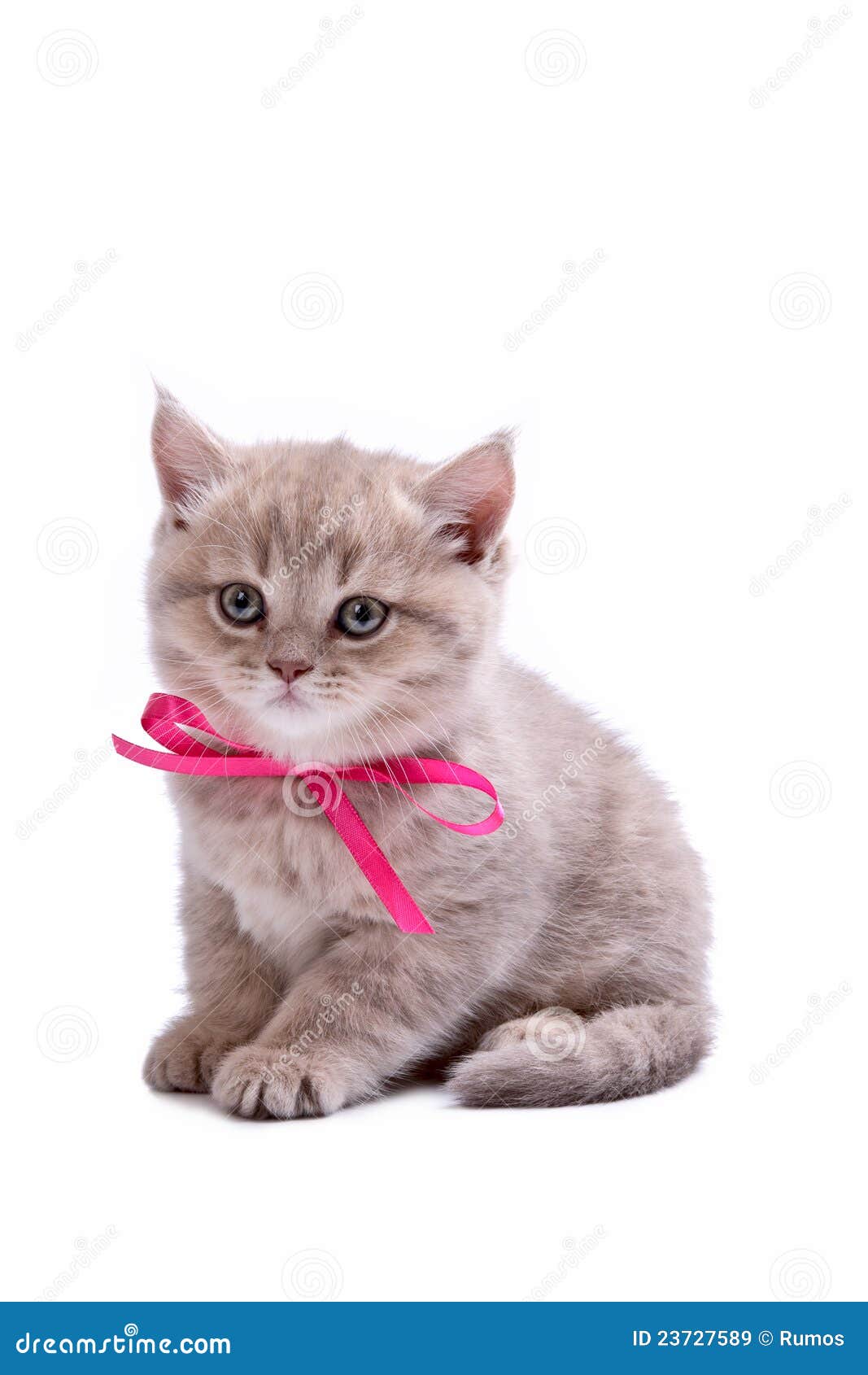 Котенок с бантиком