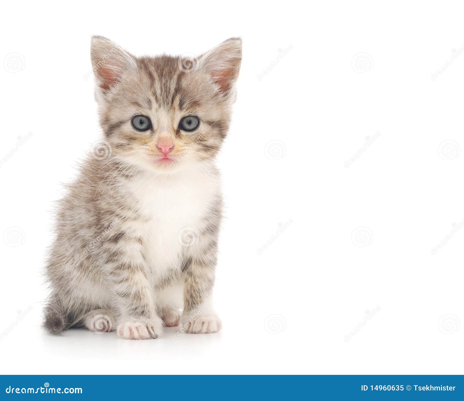 Милый котенок на белом фоне