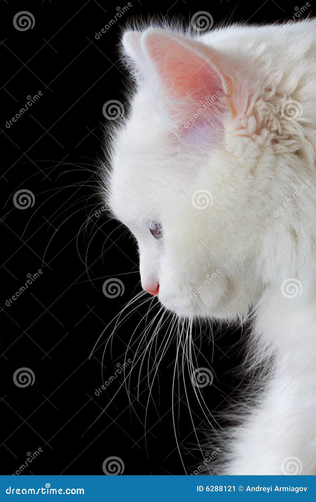 Белая кошка на черном фоне