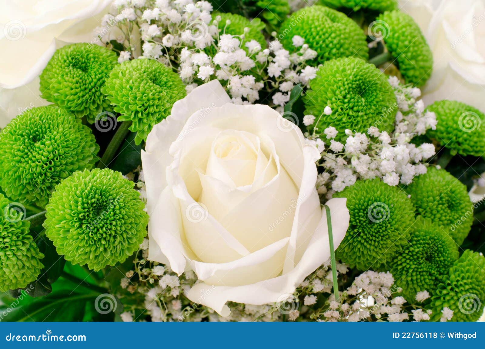 белизна розы зеленого цвета цветков Стоковое Фото - изображение  насчитывающей мало, зеленый: 22756118