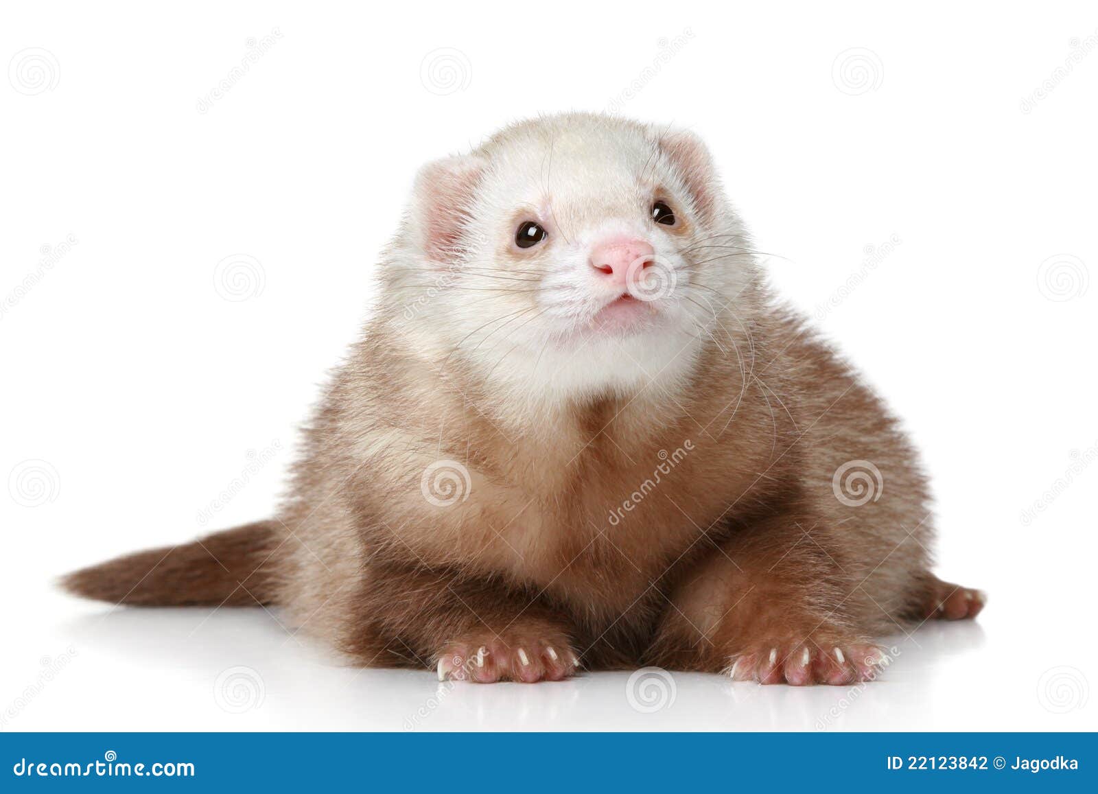 Хорек png
