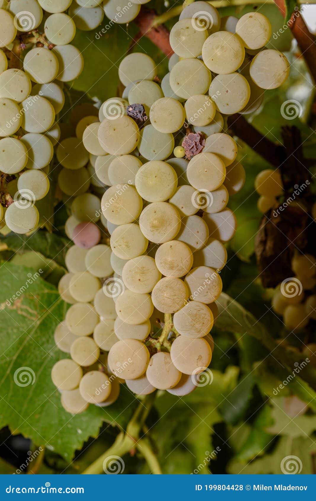 Белого винограда висит от лоза-беседки Стоковое Фото - изображениенасчитывающей лозы, бело: 199804428