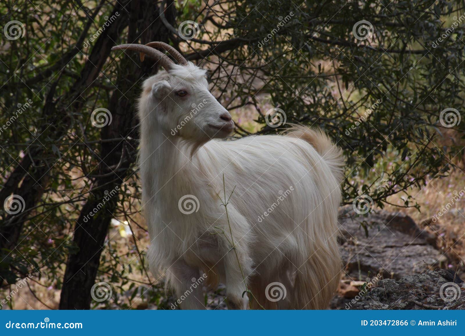 Белое животное козла стоковое фото. изображение насчитывающе�� двойно -203472866