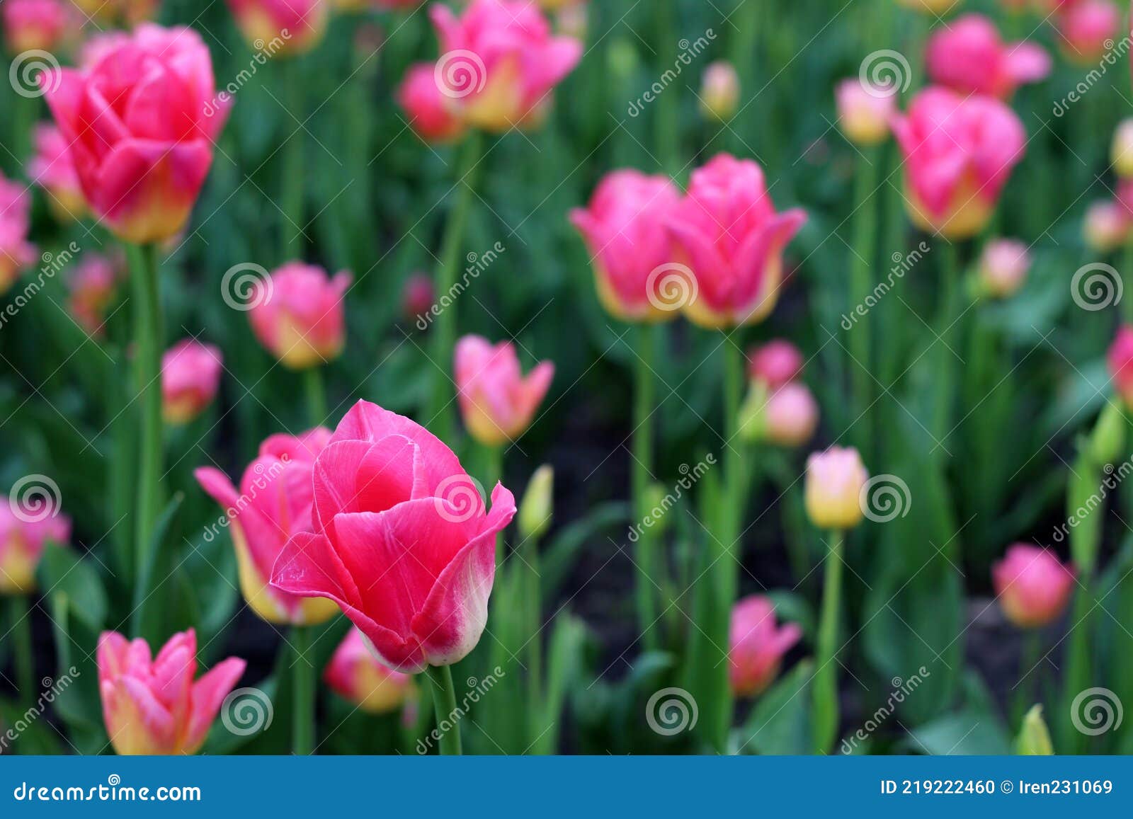 белые и бордовые тюльпаны на клумбе в городском парке весной Стоковое Фото - изображение насчитывающей весна, тавром: 219222460