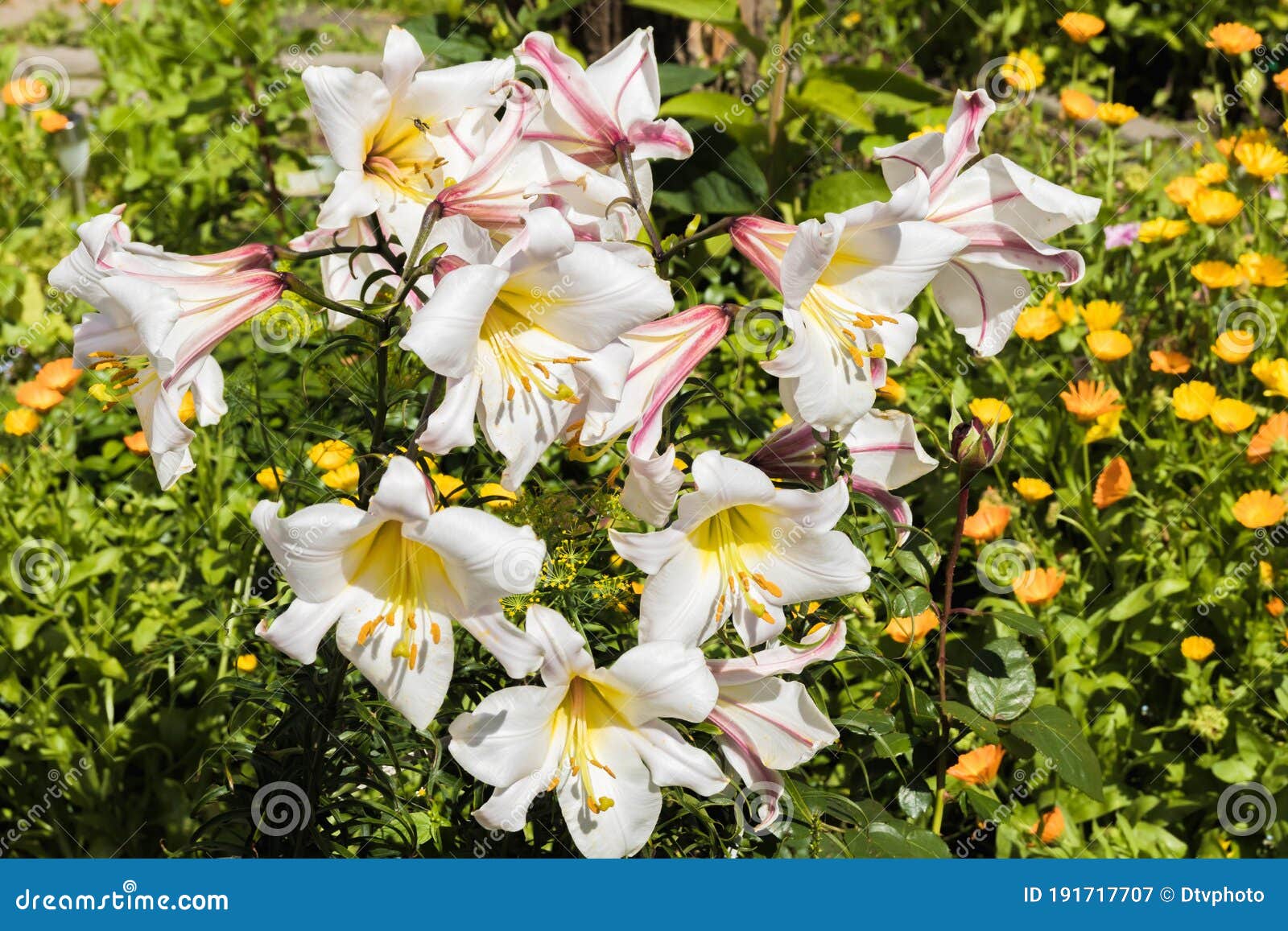 Белые лилии в саду в солнечный день. Стоковое Изображение - изображение насчитывающей природа, праздник: 191717707
