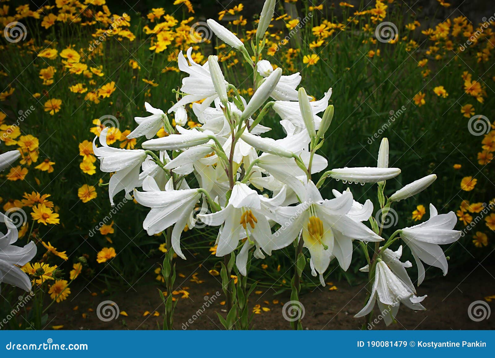 Белые лилии в саду стоковое изображение. изображение насчитывающей цвет - 190081479