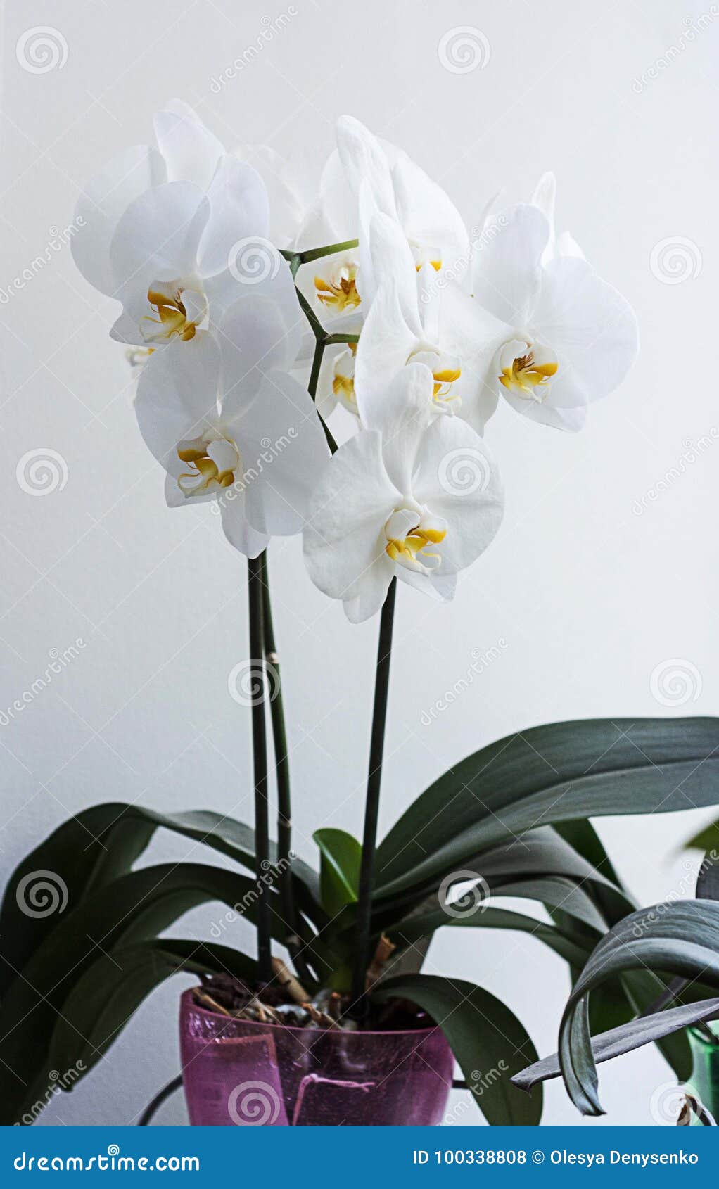 Орхидея На Окне Фото Орхидея На Окне Фото
