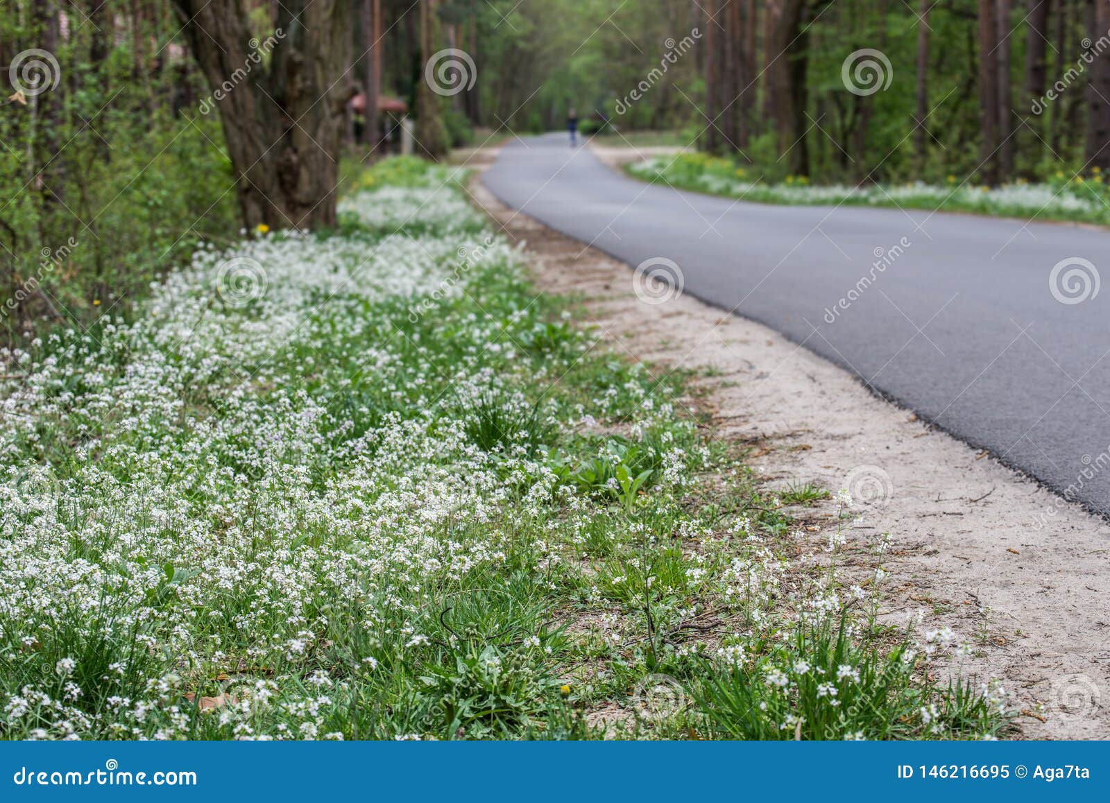 Растет около дороги. Растения на обочинах дорог. Трава на обочине дороги. Белое растение возле дороги. Цветы на обочине дороги.