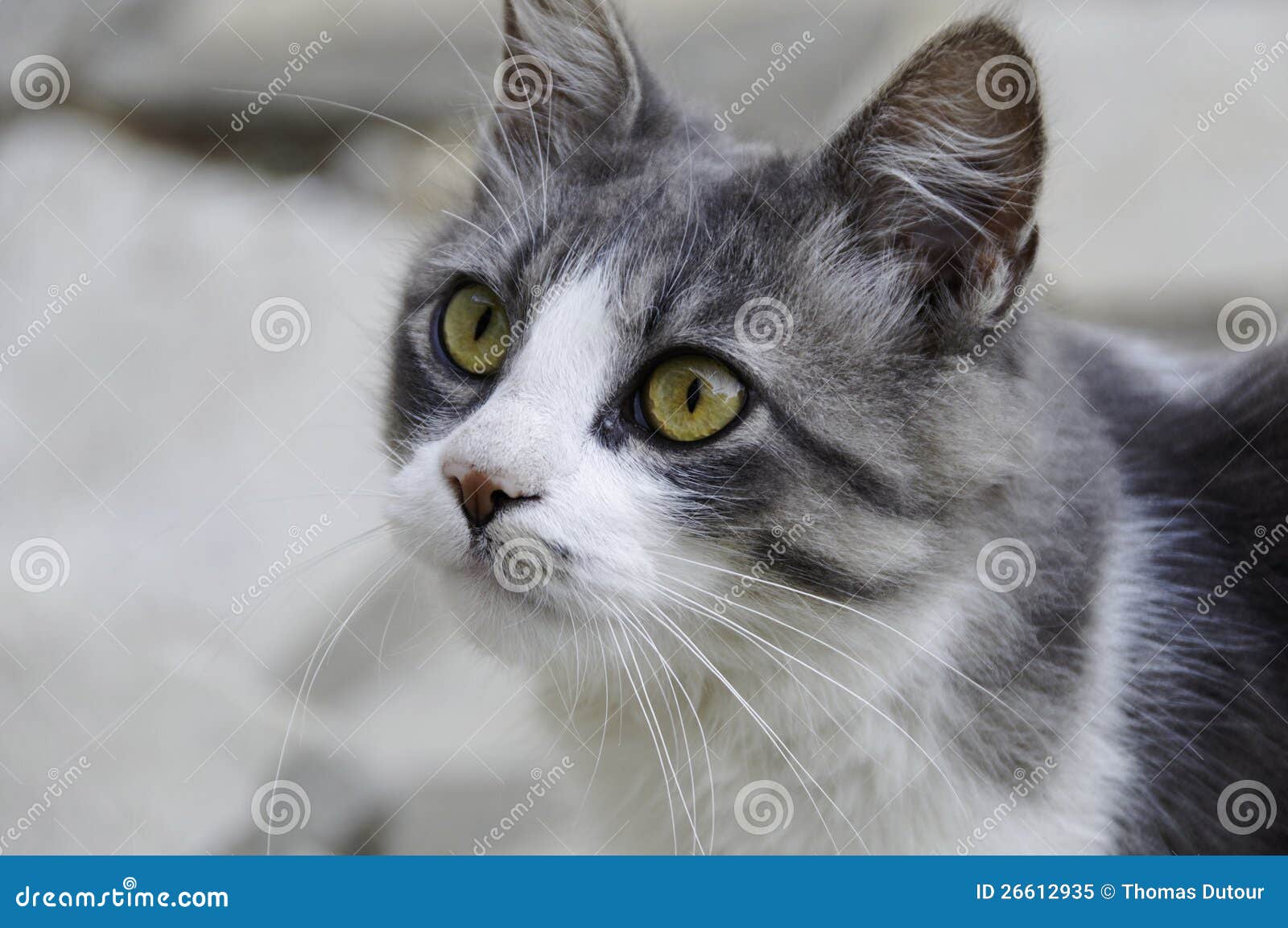 Серо белая кошка