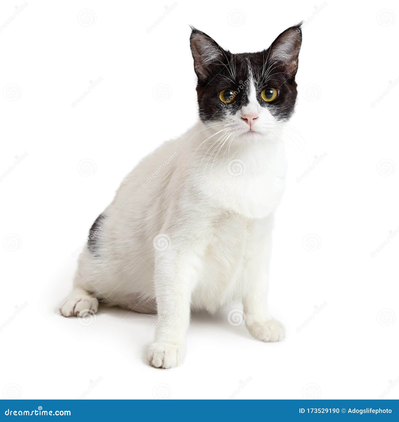 Белый и черный кот Shorthair внутри страны Стоковое Фото - изображение насчитывающей студия, отечественно: 173529190