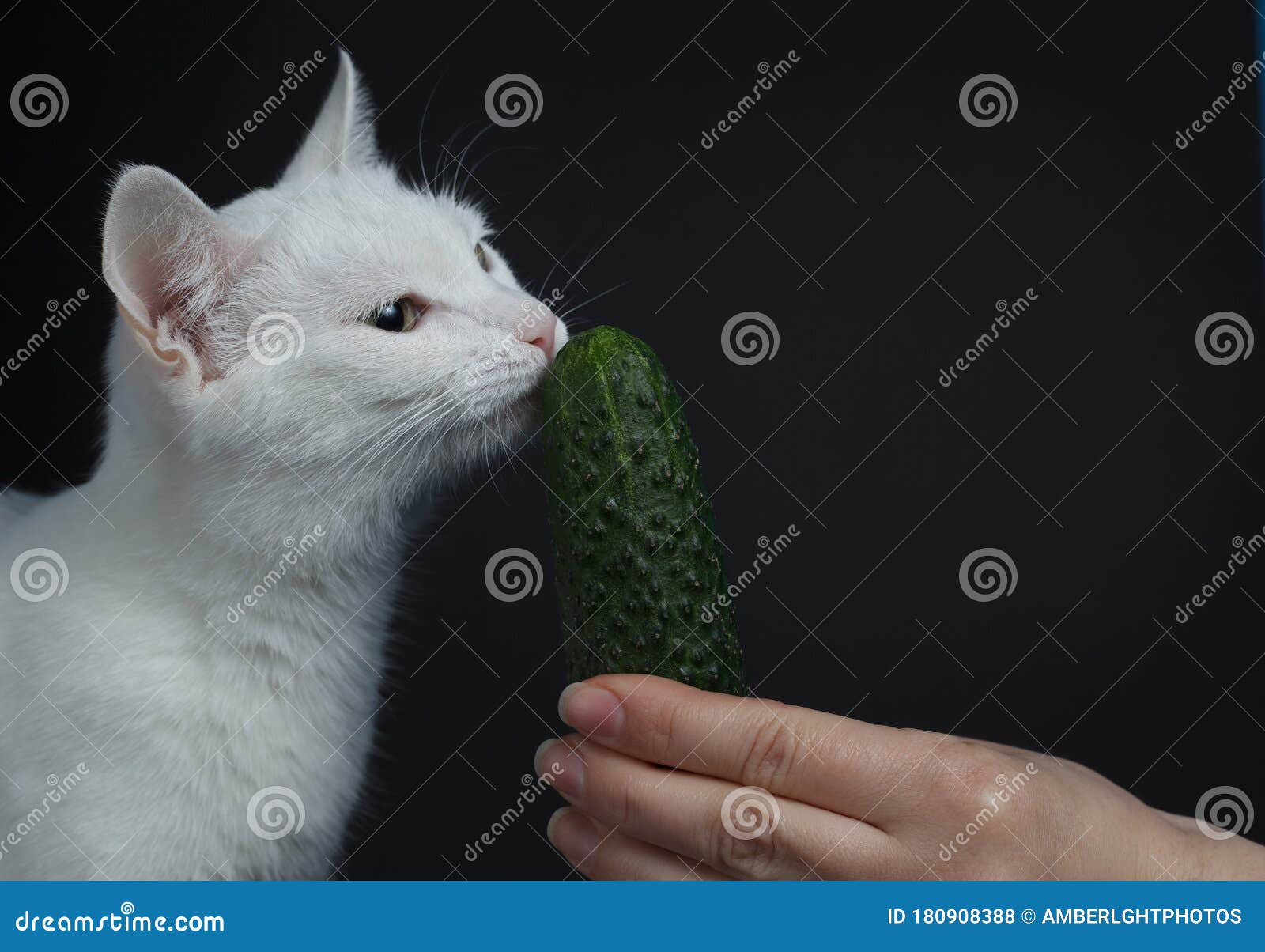Кот и огурец приколы