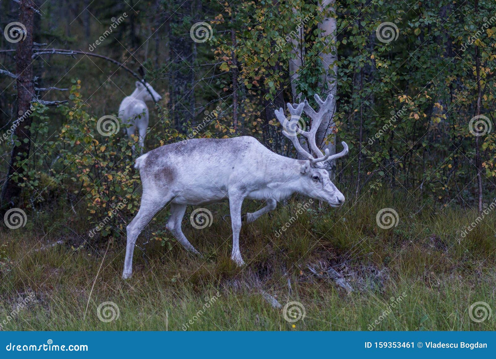 Белый Олень Фото