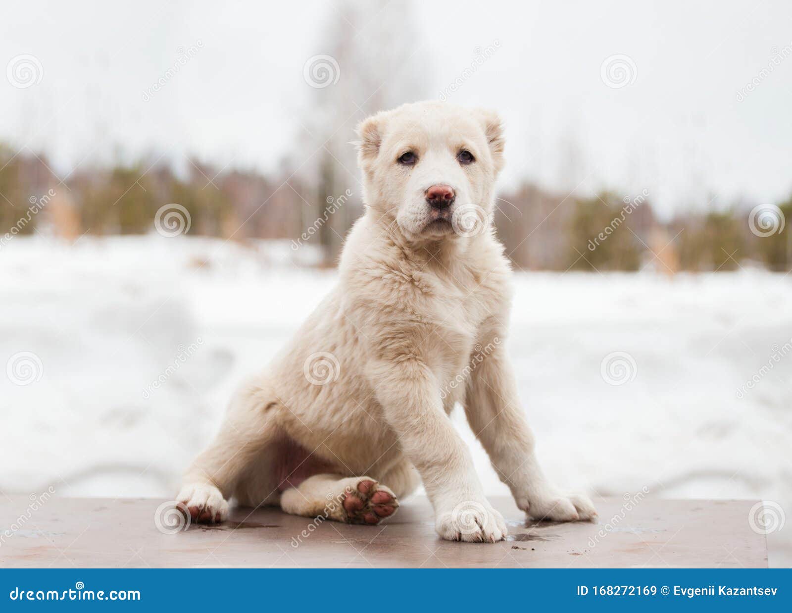 Белый щенок породы Алабай на фоне природы зимы Среднеазиатские собака  пастуха Стоковое Изображение - изображение насчитывающей любимчик, бело:  168272169