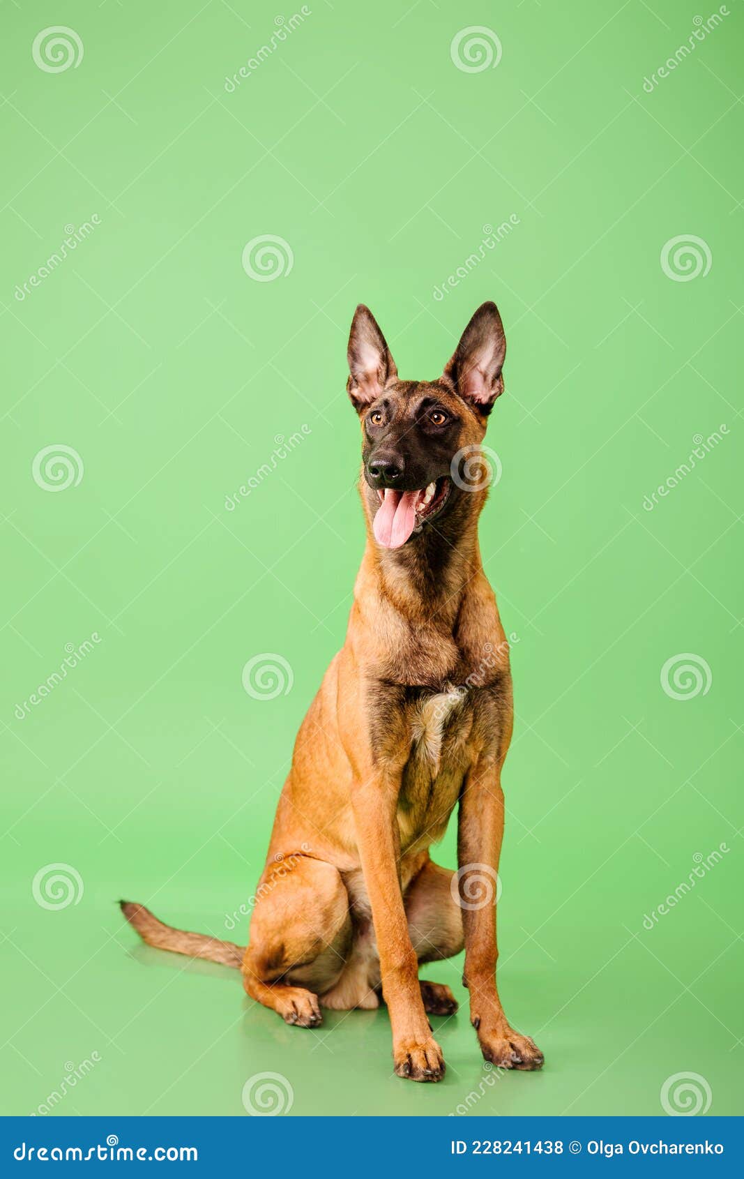 бельгийская овчарка малинуа собака на зеленом фоне Стоковое Фото -  изображение насчитывающей утеха, любимчики: 228241438