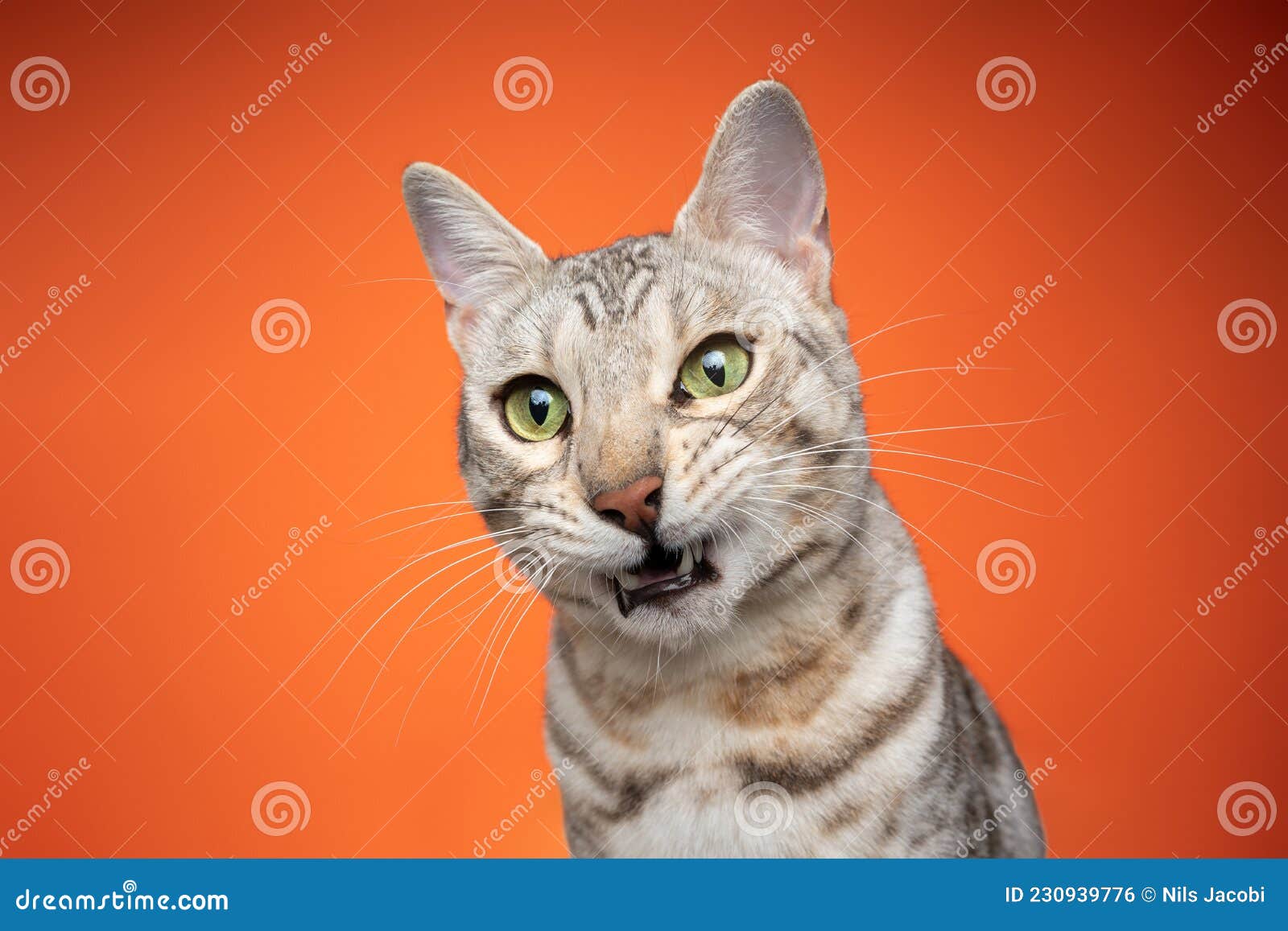 бенгальская кошка выглядит шокированной или удивленной на оранжевом фоне  Стоковое Фото - изображение насчитывающей смотреть, портрет: 230939776