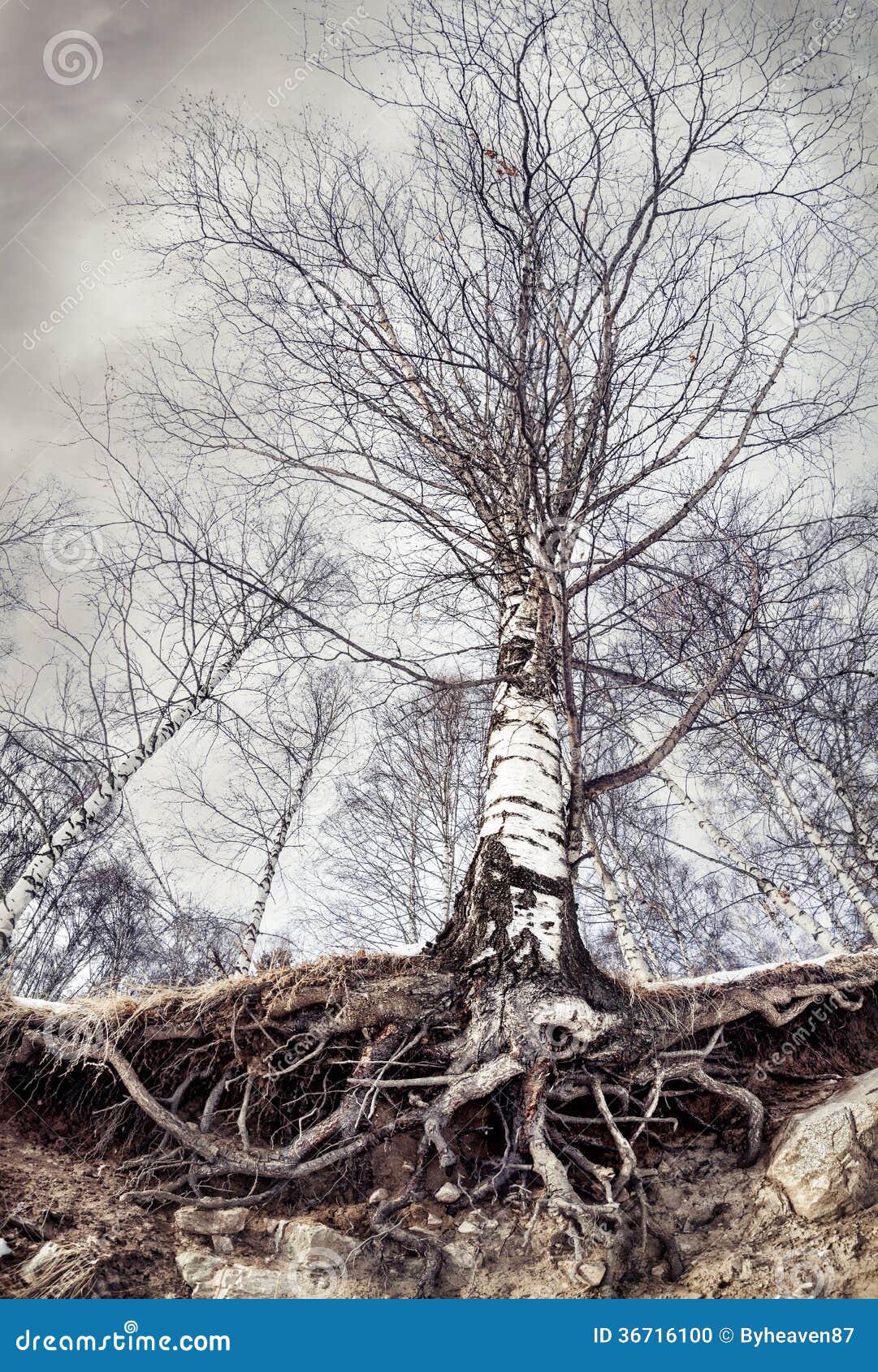 Корни березы