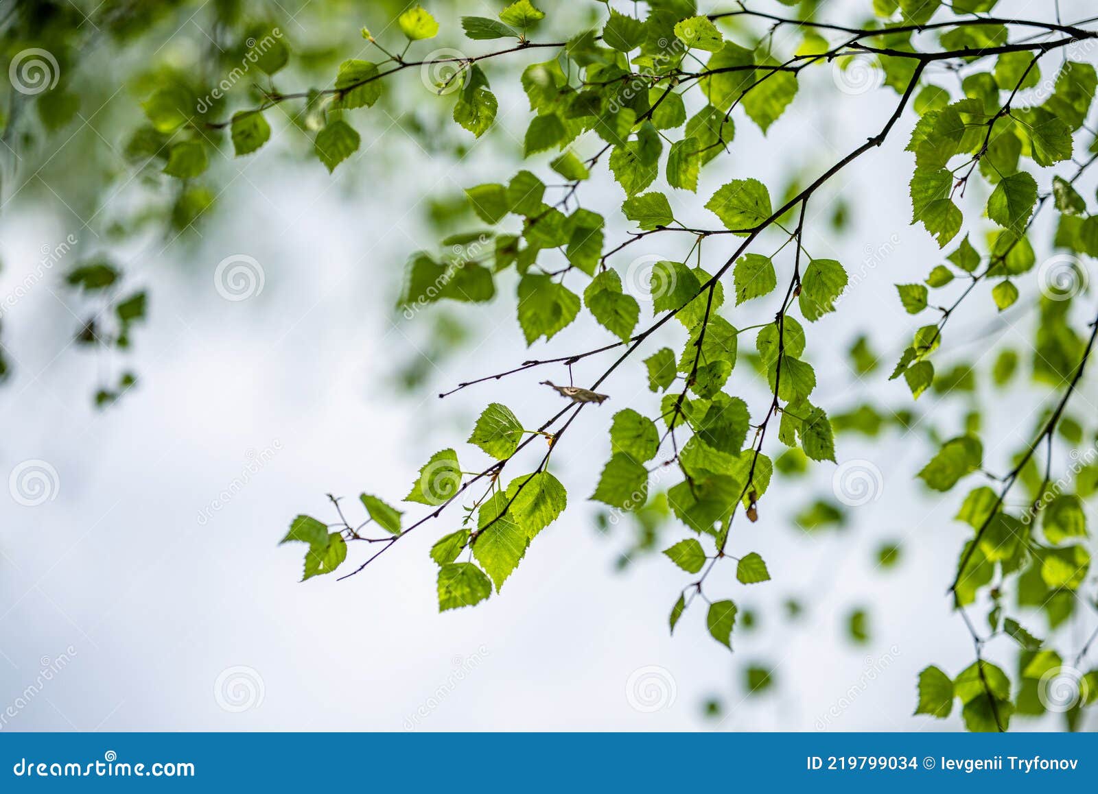 березовые ветви и листья против неба. природный фон леса Стоковое Фото -  изображение насчитывающей парк, лето: 219799034