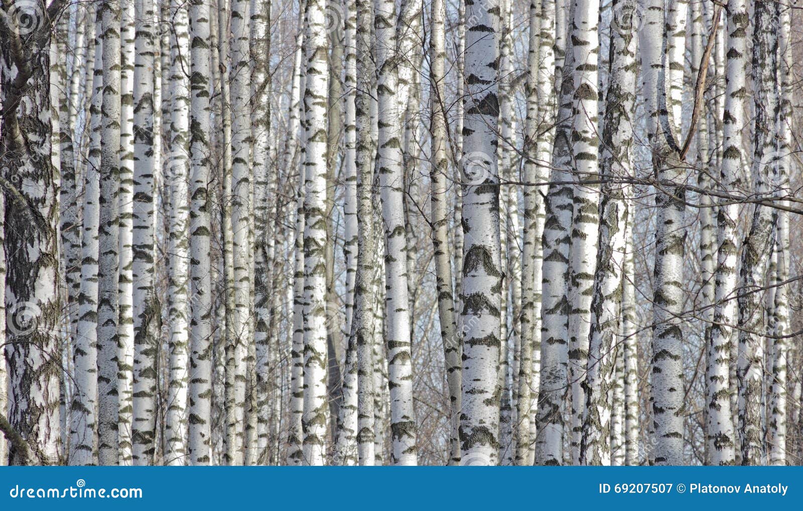 кустанович ствол березы. слова песни черно белый березовый ситец. ткань березка. рассказ страна березового ситца. бурылина ивановский ситцы.