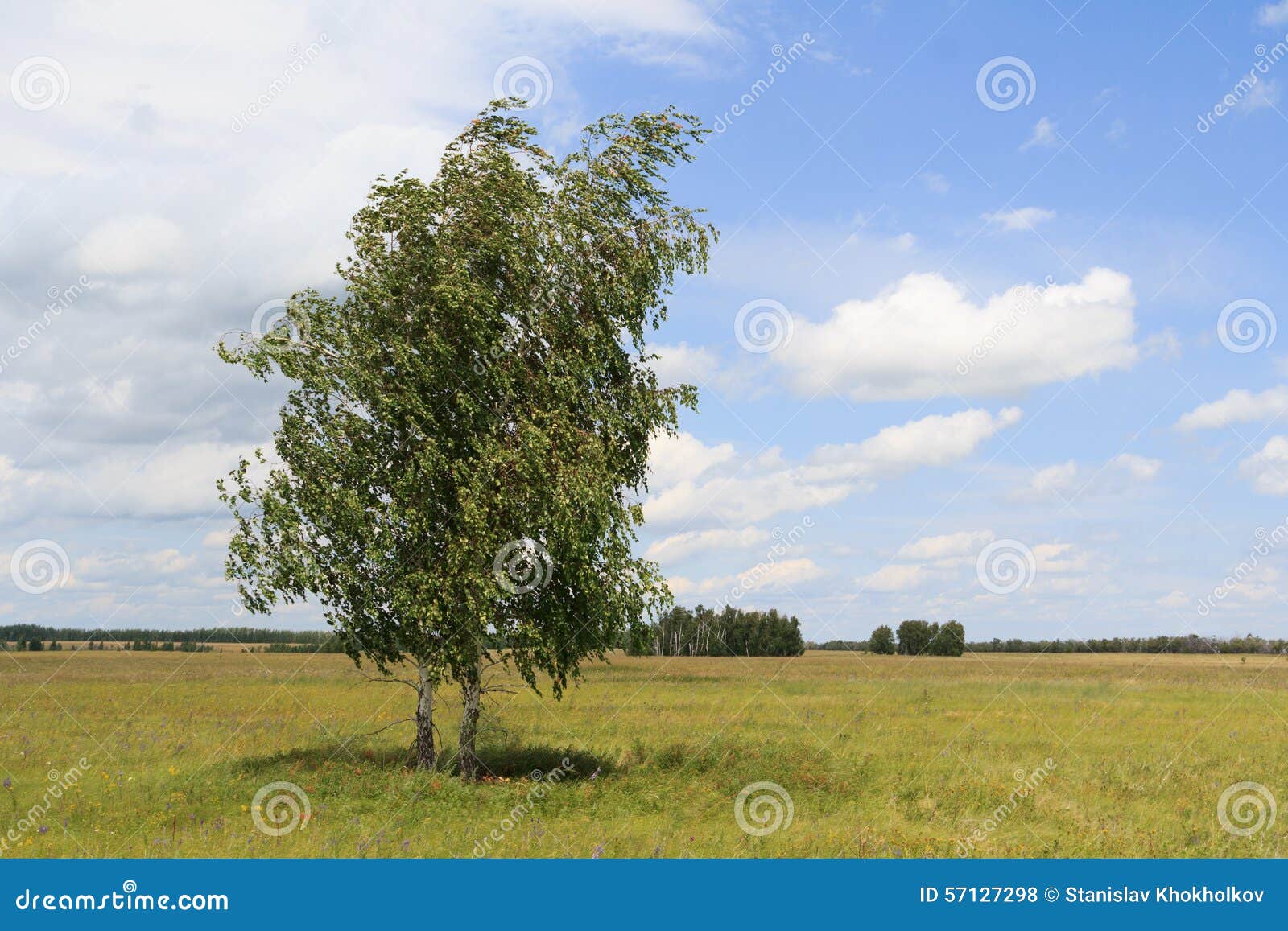 Песня две березки у дороги две солдатки