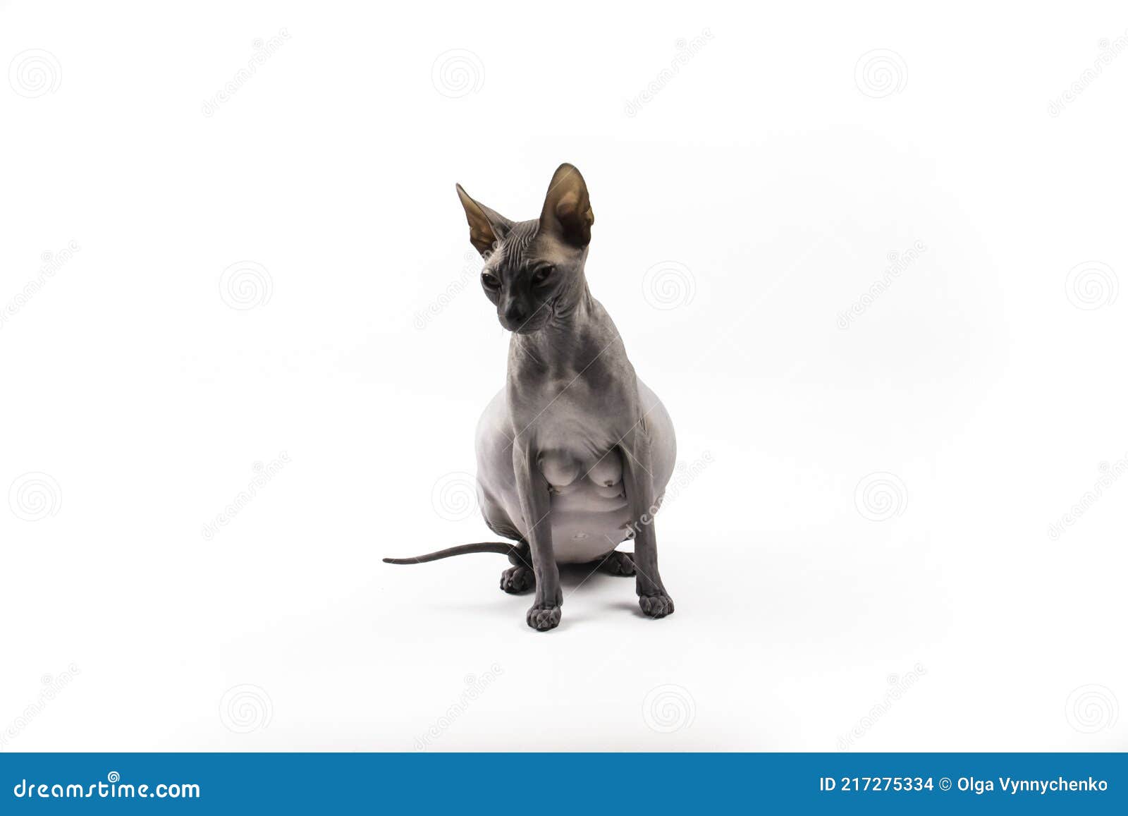Беременные сфинксы кошки