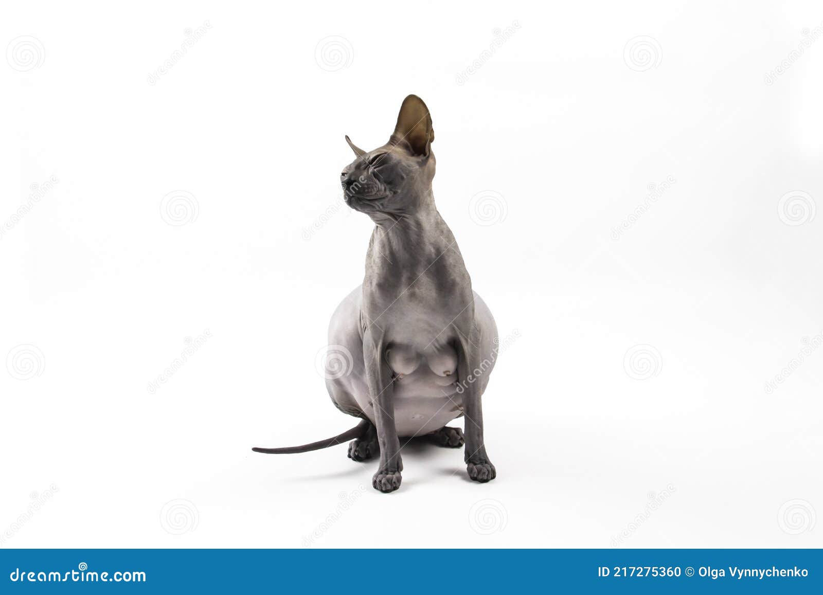 Беременный сфинкс кошка
