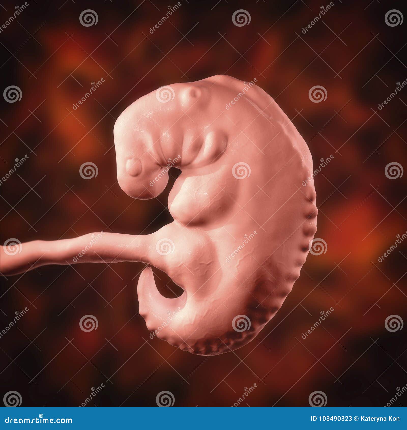 Зародыш 6 Недель Фото