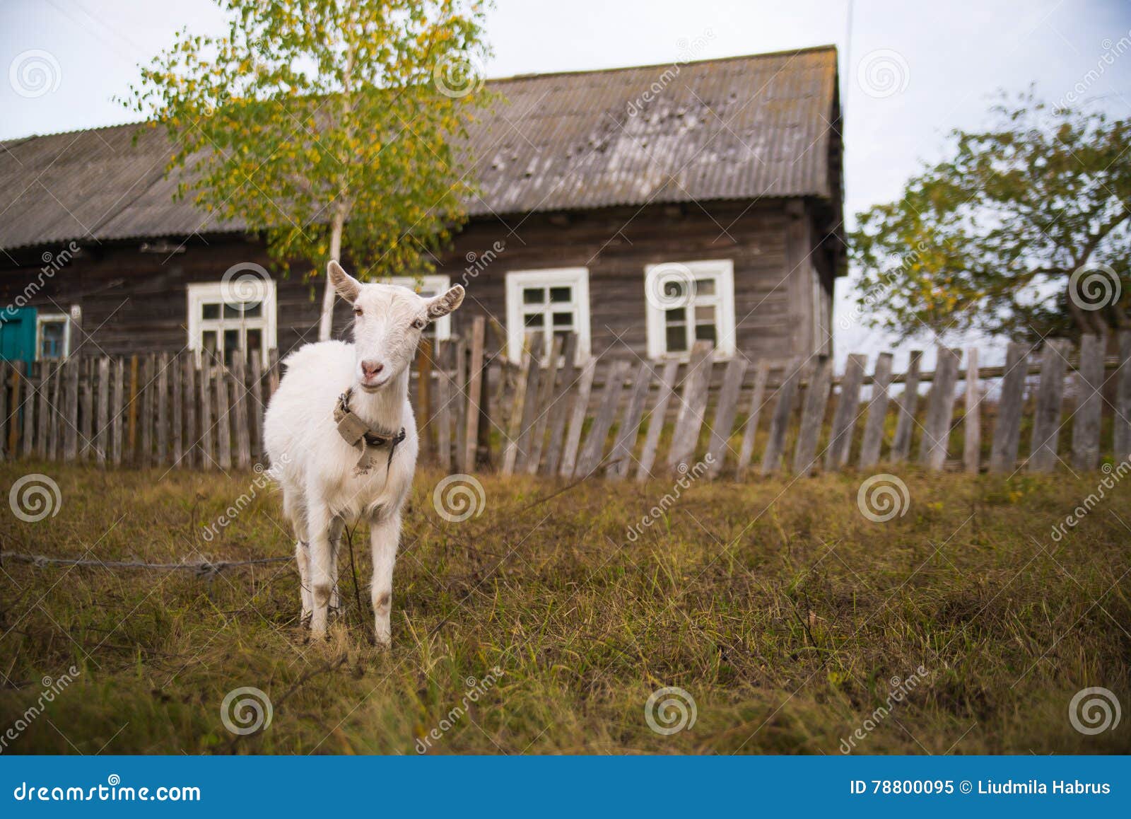 Козы в деревне