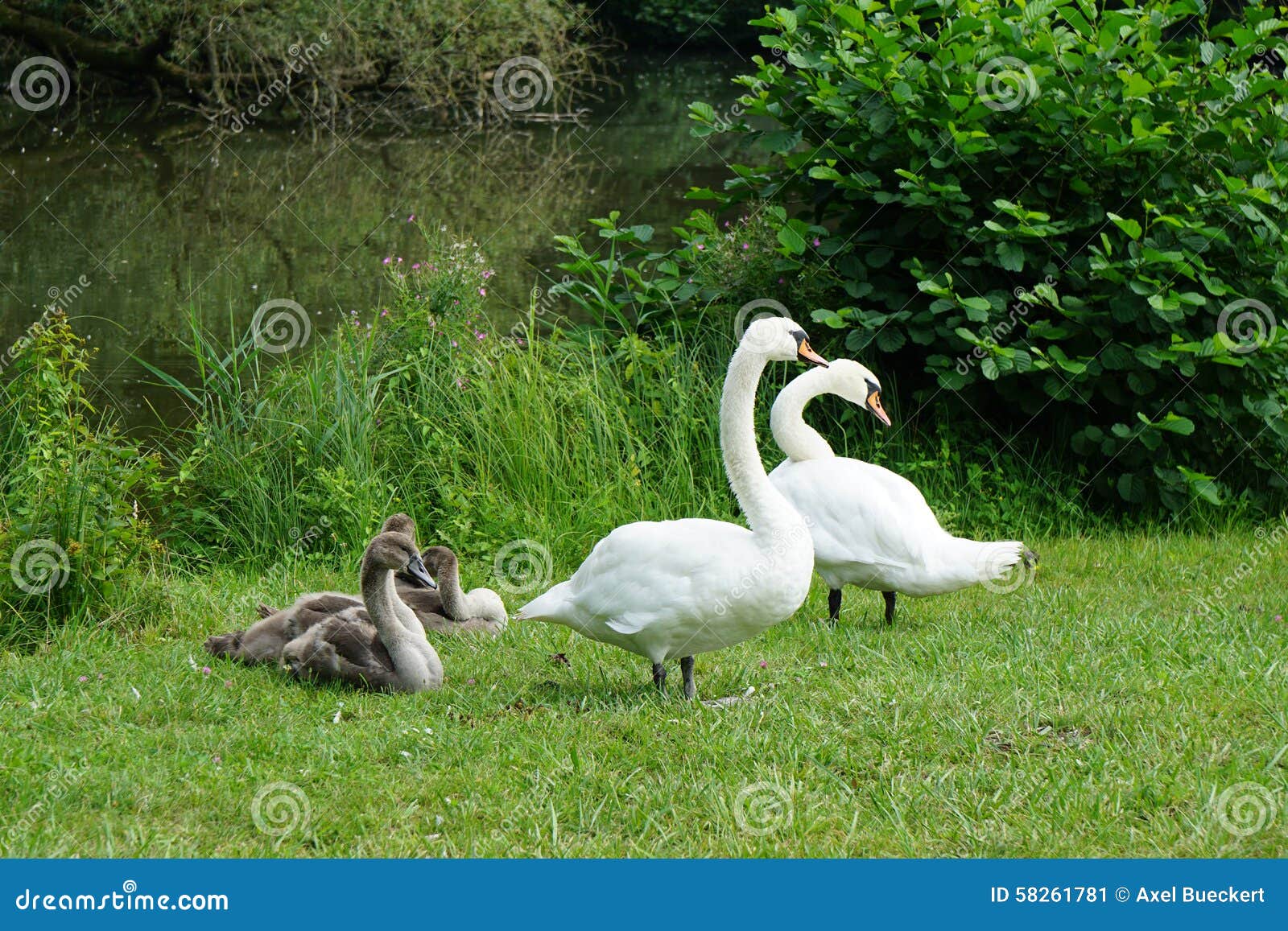 Talking riding on a white swan. Talking riding on a white swan. два лебедя рисунок карандашом для срисовки. лебеди (птицы). лебедь стоит.