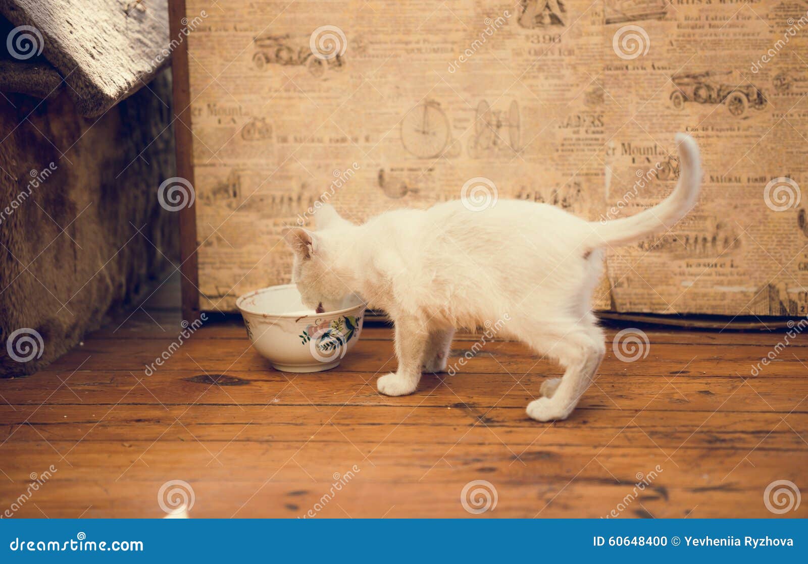Полу голодный. Белый котенок пьет молоко. Белый котенок с молоком. Котенок пьет молоко. Котенок в молоке.